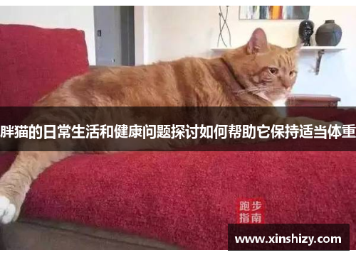 胖猫的日常生活和健康问题探讨如何帮助它保持适当体重